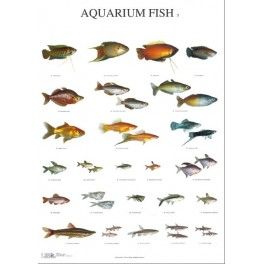 Poster Aquarium Fisch 3 Poster Aquarium Fisch 3