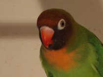 Bild zur Anzeige