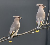 Bild zur Anzeige