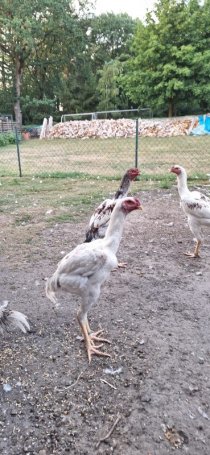 Bild zur Anzeige