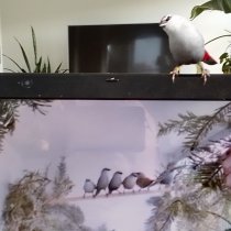 Bild zur Anzeige