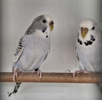 Bild zur Anzeige
