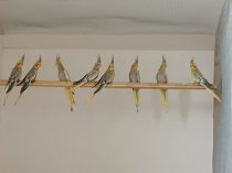 Bild zur Anzeige