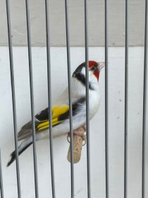 Bild zur Anzeige