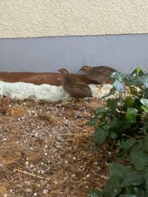 Bild zur Anzeige