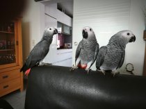 Bild zur Anzeige