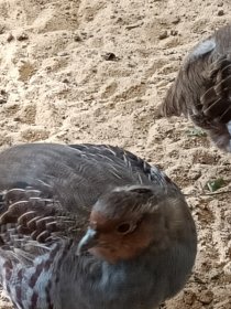 Bild zur Anzeige