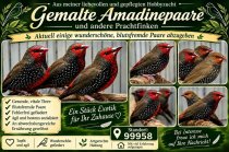 Bild zur Anzeige