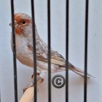 Bild zur Anzeige