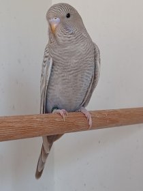 Bild zur Anzeige