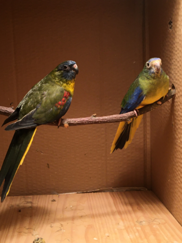 Tierflohmarkt.de Grassittiche Voegel im Anzeigenmarkt für alle